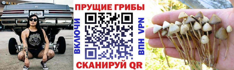 Галлюциногенные грибы Psilocybine cubensis Богучар
